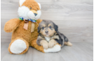 Meet Sedona - our Mini Bernedoodle Puppy Photo 2/3 - Florida Fur Babies