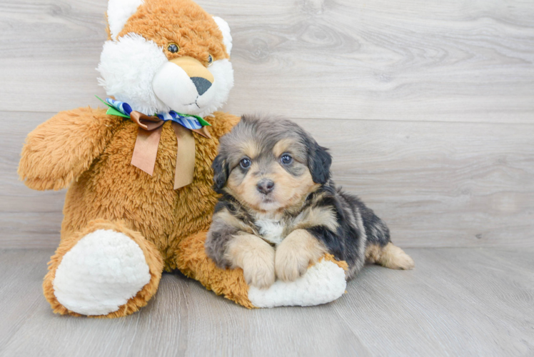 Meet Sedona - our Mini Bernedoodle Puppy Photo 2/3 - Florida Fur Babies