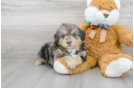 Meet Sedona - our Mini Bernedoodle Puppy Photo 1/3 - Florida Fur Babies