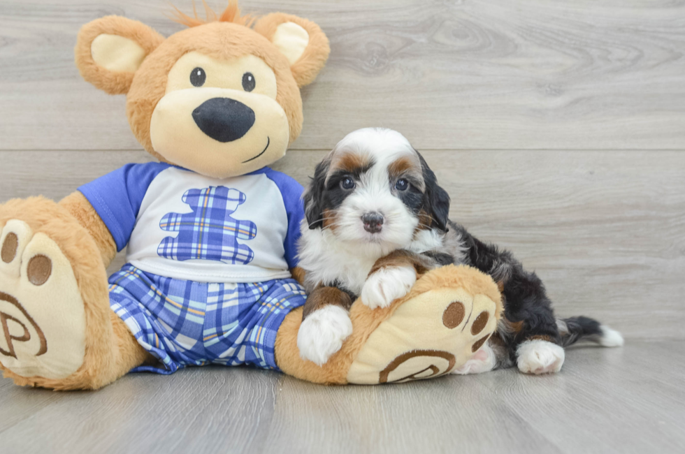 5 week old Mini Bernedoodle Puppy For Sale - Florida Fur Babies