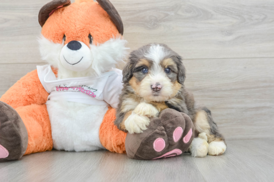 Little Mini Bernese Poodle Poodle Mix Puppy