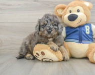 7 week old Mini Bernedoodle Puppy For Sale - Florida Fur Babies