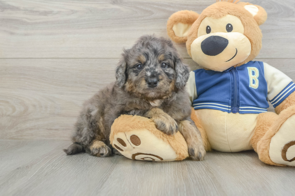 5 week old Mini Bernedoodle Puppy For Sale - Florida Fur Babies