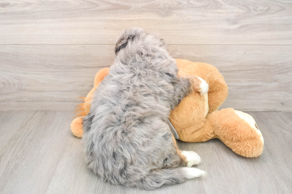 Mini Bernedoodle Puppy for Adoption