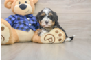 Funny Mini Bernedoodle Poodle Mix Pup