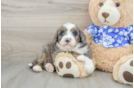 Mini Bernedoodle Pup Being Cute