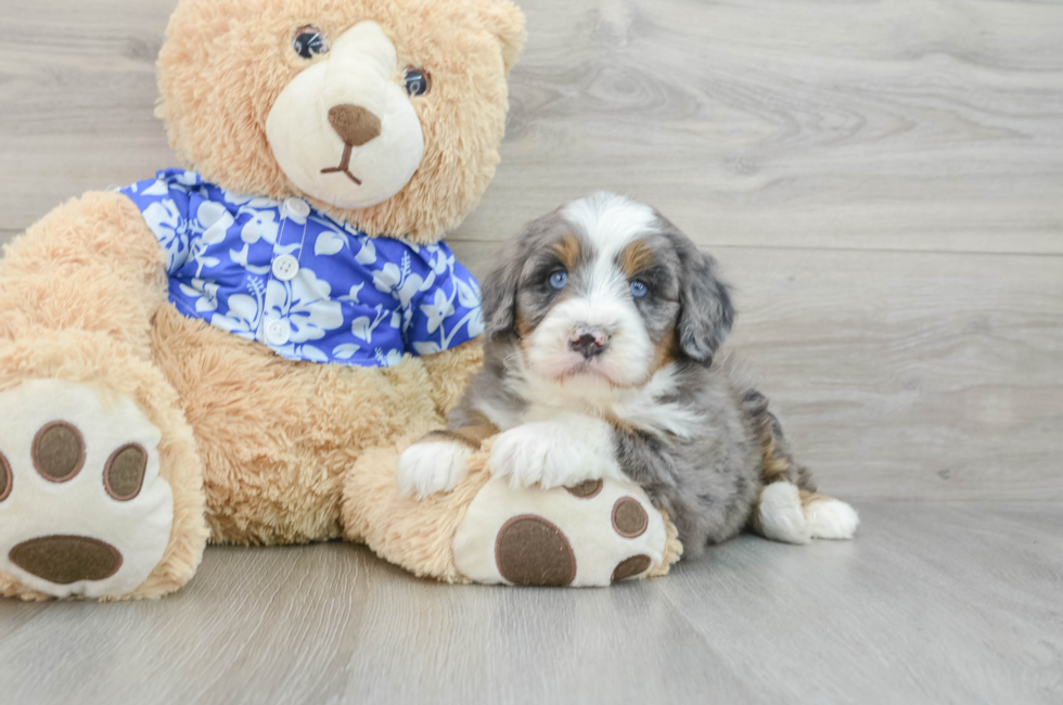 7 week old Mini Bernedoodle Puppy For Sale - Florida Fur Babies