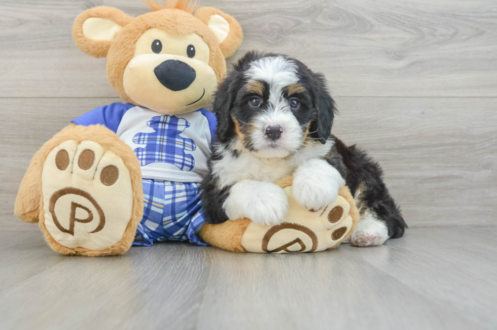 6 week old Mini Bernedoodle Puppy For Sale - Florida Fur Babies