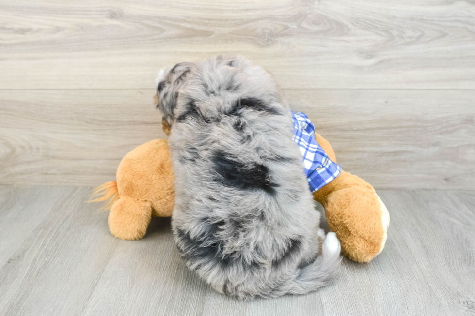 Fluffy Mini Bernedoodle Poodle Mix Pup