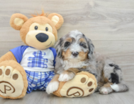 7 week old Mini Bernedoodle Puppy For Sale - Florida Fur Babies