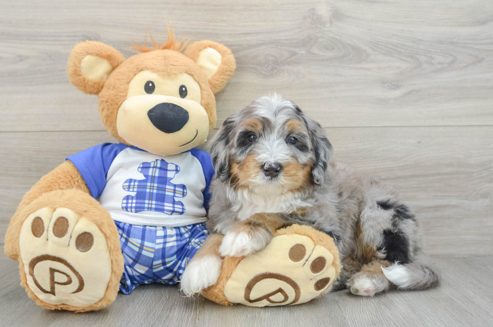 5 week old Mini Bernedoodle Puppy For Sale - Florida Fur Babies