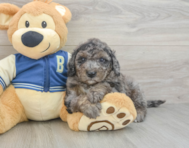 7 week old Mini Bernedoodle Puppy For Sale - Florida Fur Babies