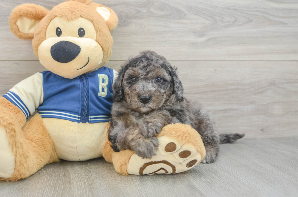 5 week old Mini Bernedoodle Puppy For Sale - Florida Fur Babies