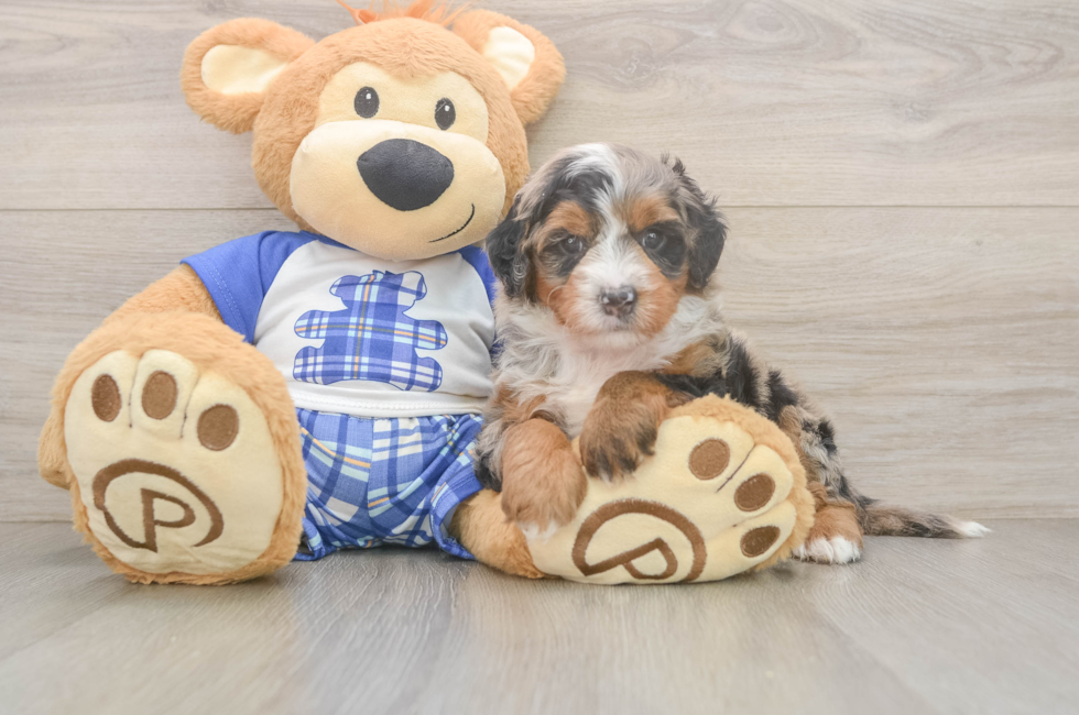 5 week old Mini Bernedoodle Puppy For Sale - Florida Fur Babies
