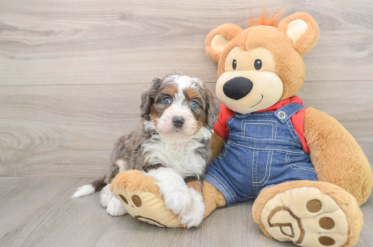 Mini Bernedoodle Puppy for Adoption