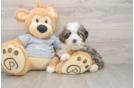 Friendly Mini Bernedoodle Baby
