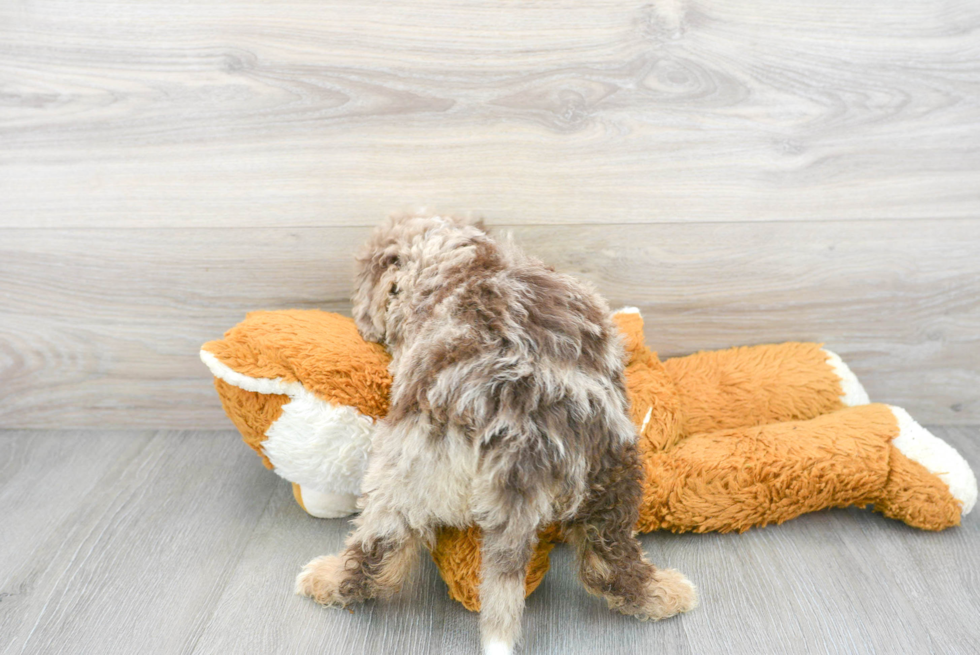Mini Bernedoodle Pup Being Cute
