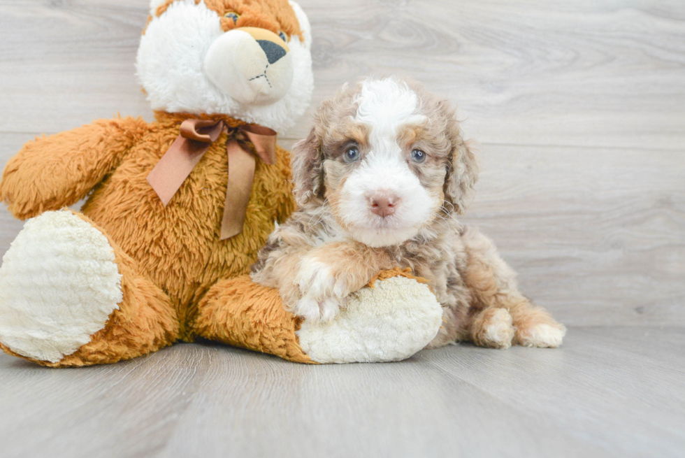 Playful Bernadoodle Poodle Mix Puppy