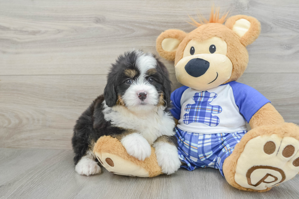 Best Mini Bernedoodle Baby