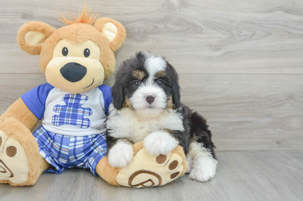 6 week old Mini Bernedoodle Puppy For Sale - Florida Fur Babies