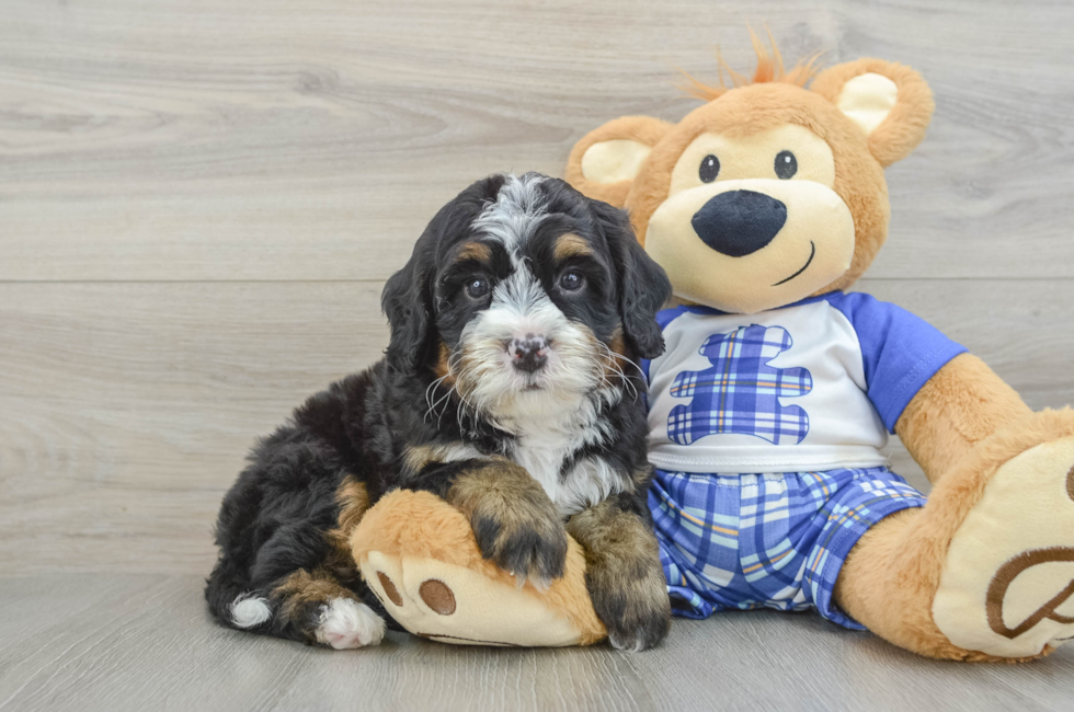5 week old Mini Bernedoodle Puppy For Sale - Florida Fur Babies