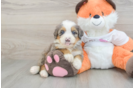 Mini Bernedoodle Pup Being Cute