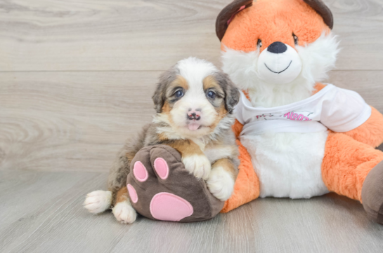 Mini Bernedoodle Pup Being Cute