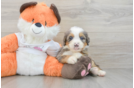Mini Bernedoodle Pup Being Cute