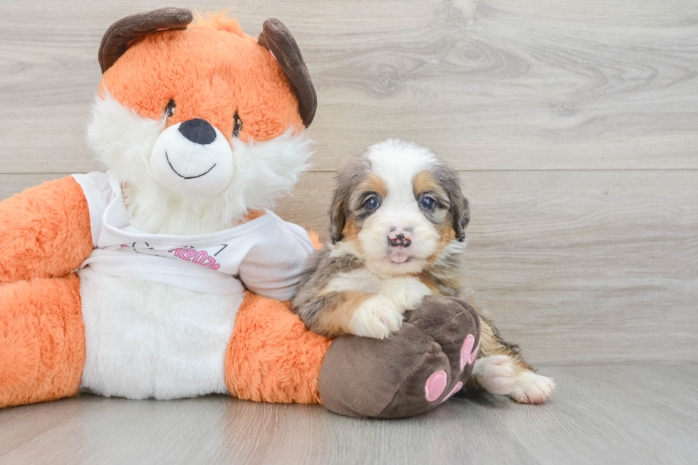Mini Bernedoodle Pup Being Cute