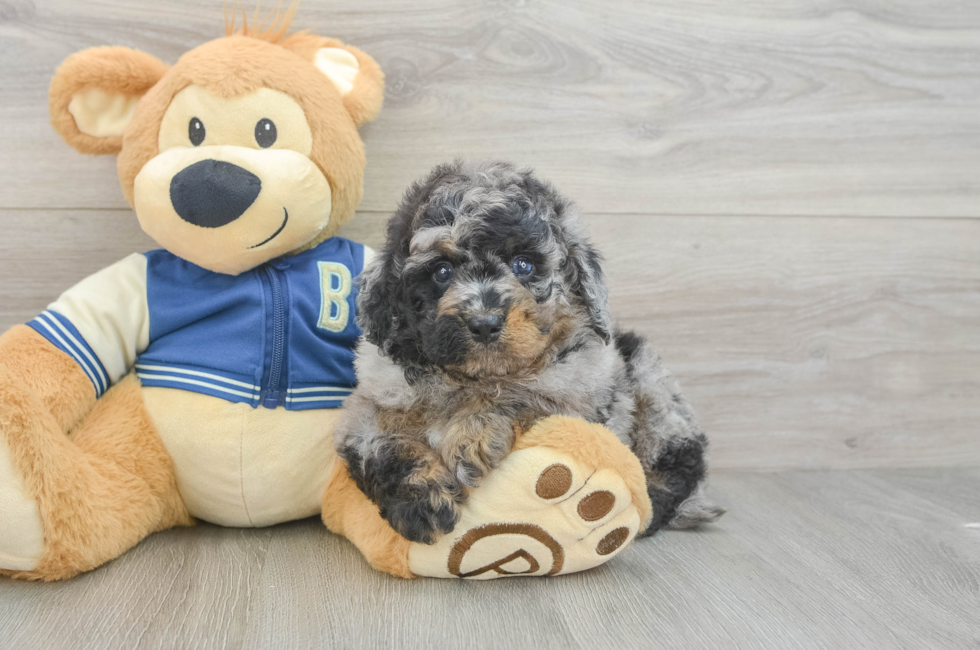 5 week old Mini Bernedoodle Puppy For Sale - Florida Fur Babies