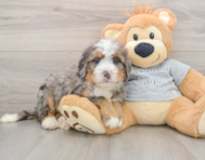 7 week old Mini Bernedoodle Puppy For Sale - Florida Fur Babies