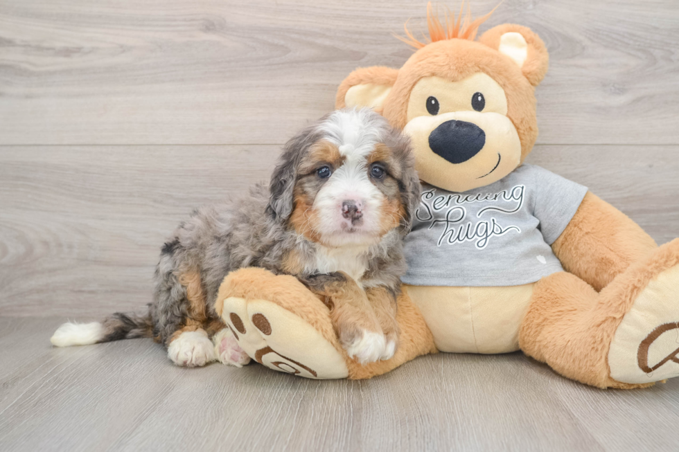Mini Bernedoodle Puppy for Adoption