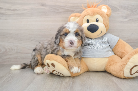 Mini Bernedoodle Puppy for Adoption