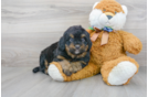 Meet Shaggy - our Mini Bernedoodle Puppy Photo 2/3 - Florida Fur Babies