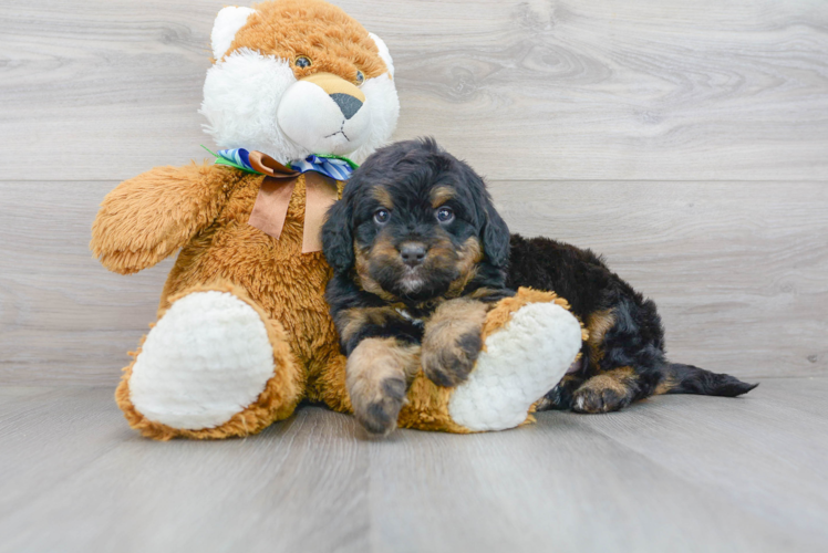 Meet Shaggy - our Mini Bernedoodle Puppy Photo 1/3 - Florida Fur Babies