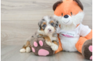 Adorable Mini Bernadoodle Poodle Mix Puppy