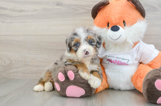 Adorable Mini Bernadoodle Poodle Mix Puppy