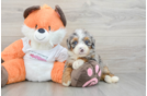 Cute Mini Bernedoodle Baby