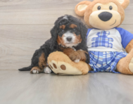 6 week old Mini Bernedoodle Puppy For Sale - Florida Fur Babies