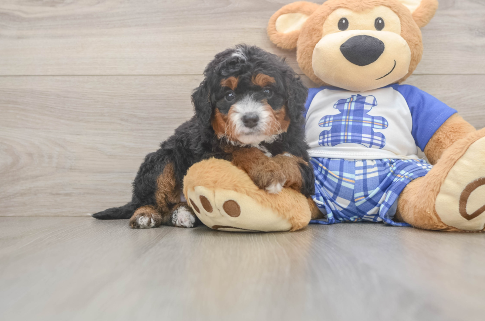 5 week old Mini Bernedoodle Puppy For Sale - Florida Fur Babies
