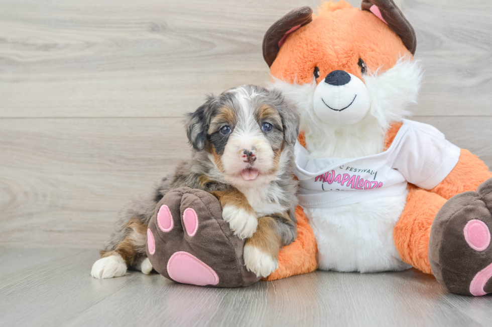 Mini Bernedoodle Pup Being Cute