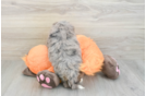 Petite Mini Bernedoodle Poodle Mix Pup