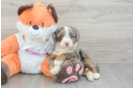 Mini Bernedoodle Puppy for Adoption