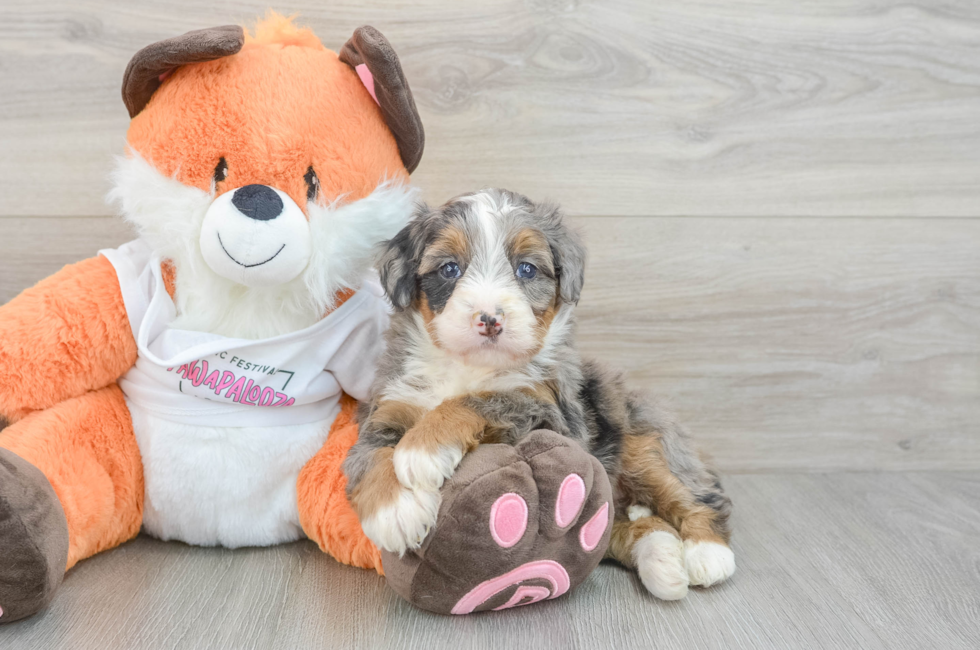 6 week old Mini Bernedoodle Puppy For Sale - Florida Fur Babies