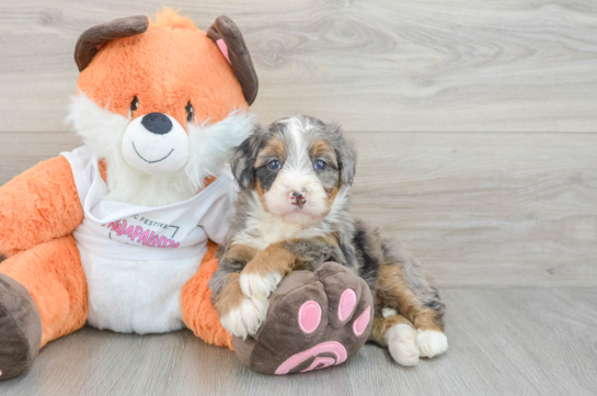Mini Bernedoodle Puppy for Adoption
