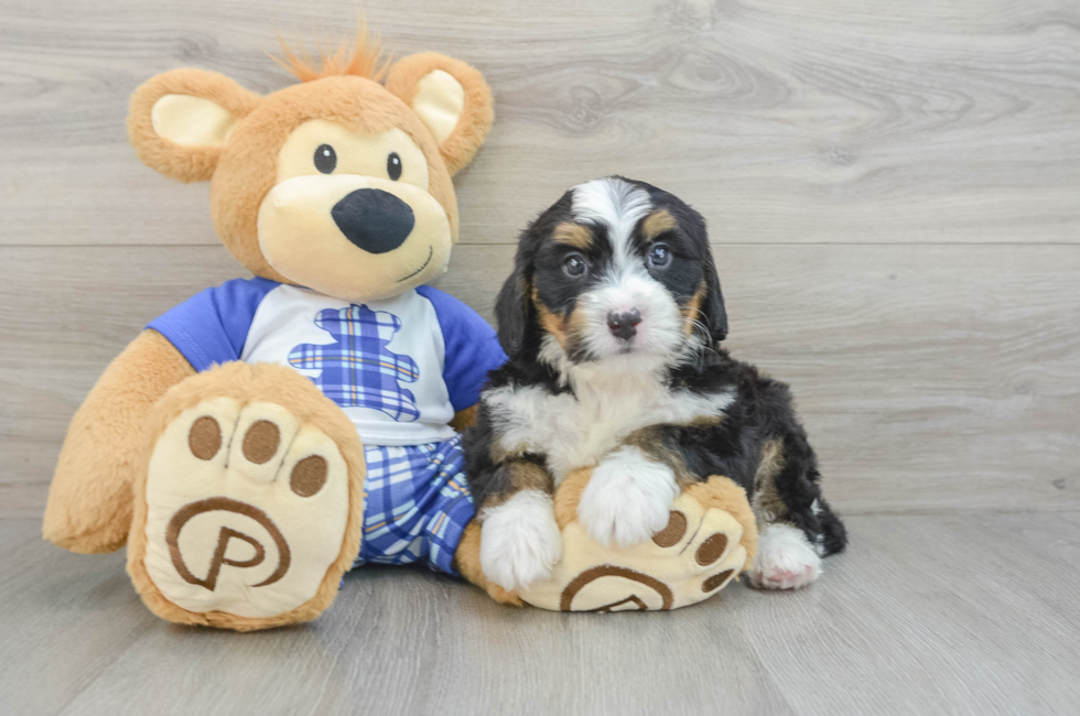 6 week old Mini Bernedoodle Puppy For Sale - Florida Fur Babies