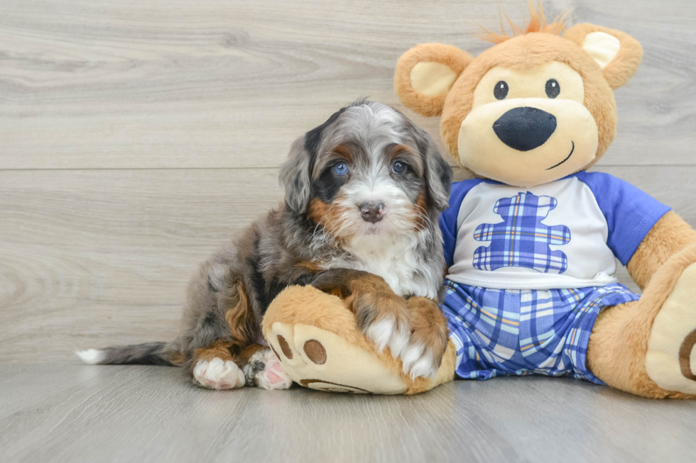 Friendly Mini Bernedoodle Baby