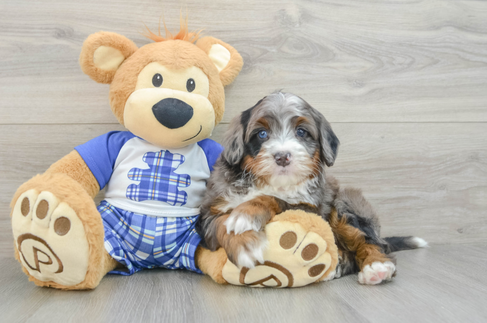 5 week old Mini Bernedoodle Puppy For Sale - Florida Fur Babies