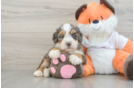 Smart Mini Bernedoodle Poodle Mix Pup