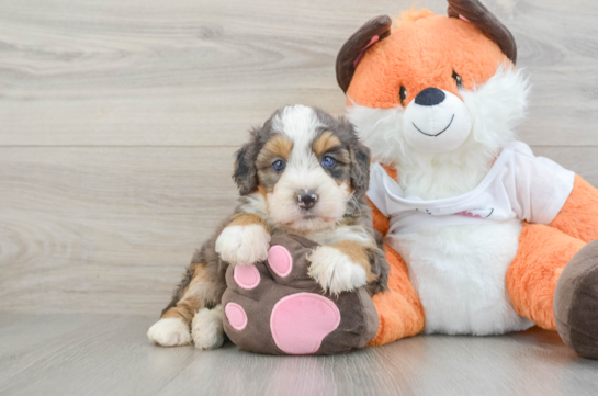 Smart Mini Bernedoodle Poodle Mix Pup
